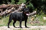 STAFFIE 401